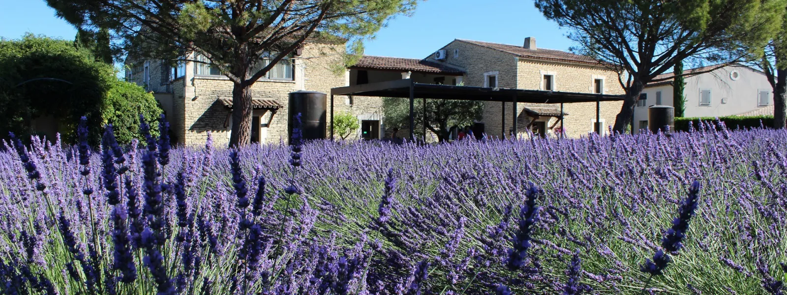 Le jardin et le musée de la lavande à Coustellet