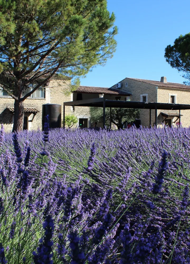 Le jardin et le musée de la lavande à Coustellet