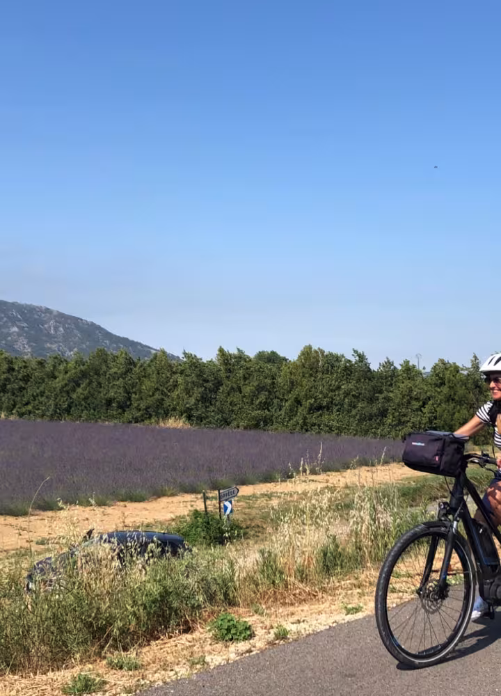 Lavender field and bike travellers