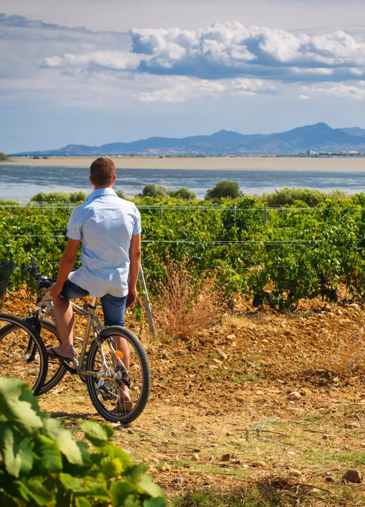 Vignes et vélos