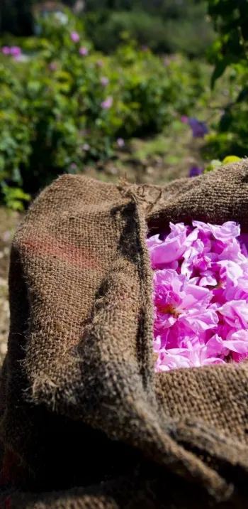 Cueillette de fleurs pour la parfumerie