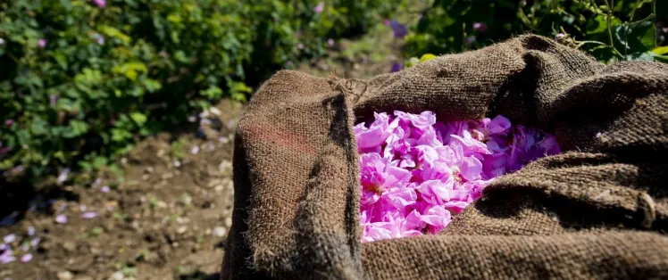 Cueillette de fleurs pour la parfumerie