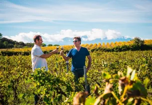 Oenotourisme dans les vignes