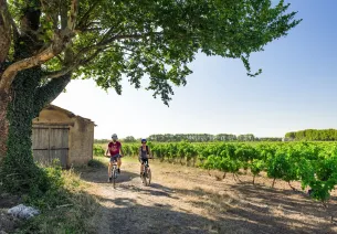 À vélo dans le vignoble